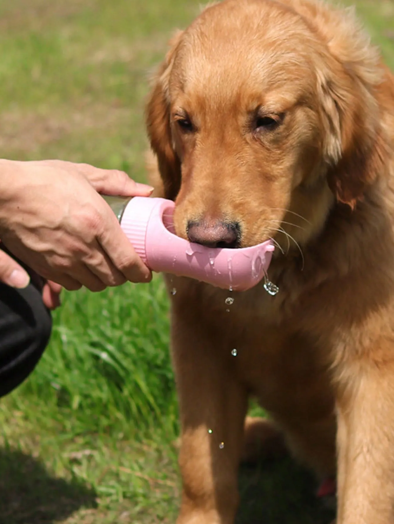 1pc Portable Pet Travel Water Bottle For Dog For Outdoor