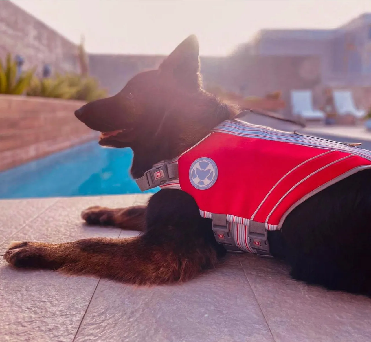 AquaBuddy | Dog Life Jacket | Toy Doggie