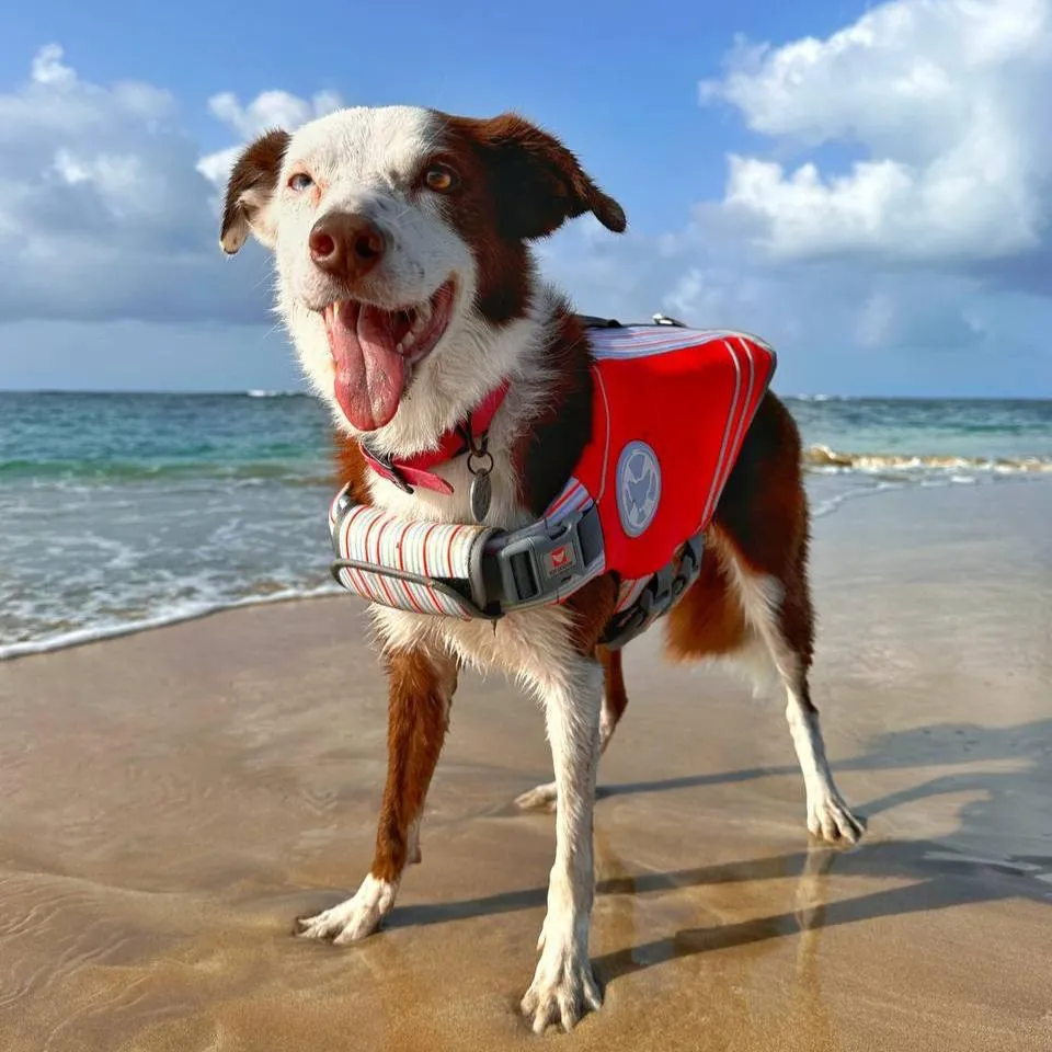 AquaBuddy | Dog Life Jacket | Toy Doggie