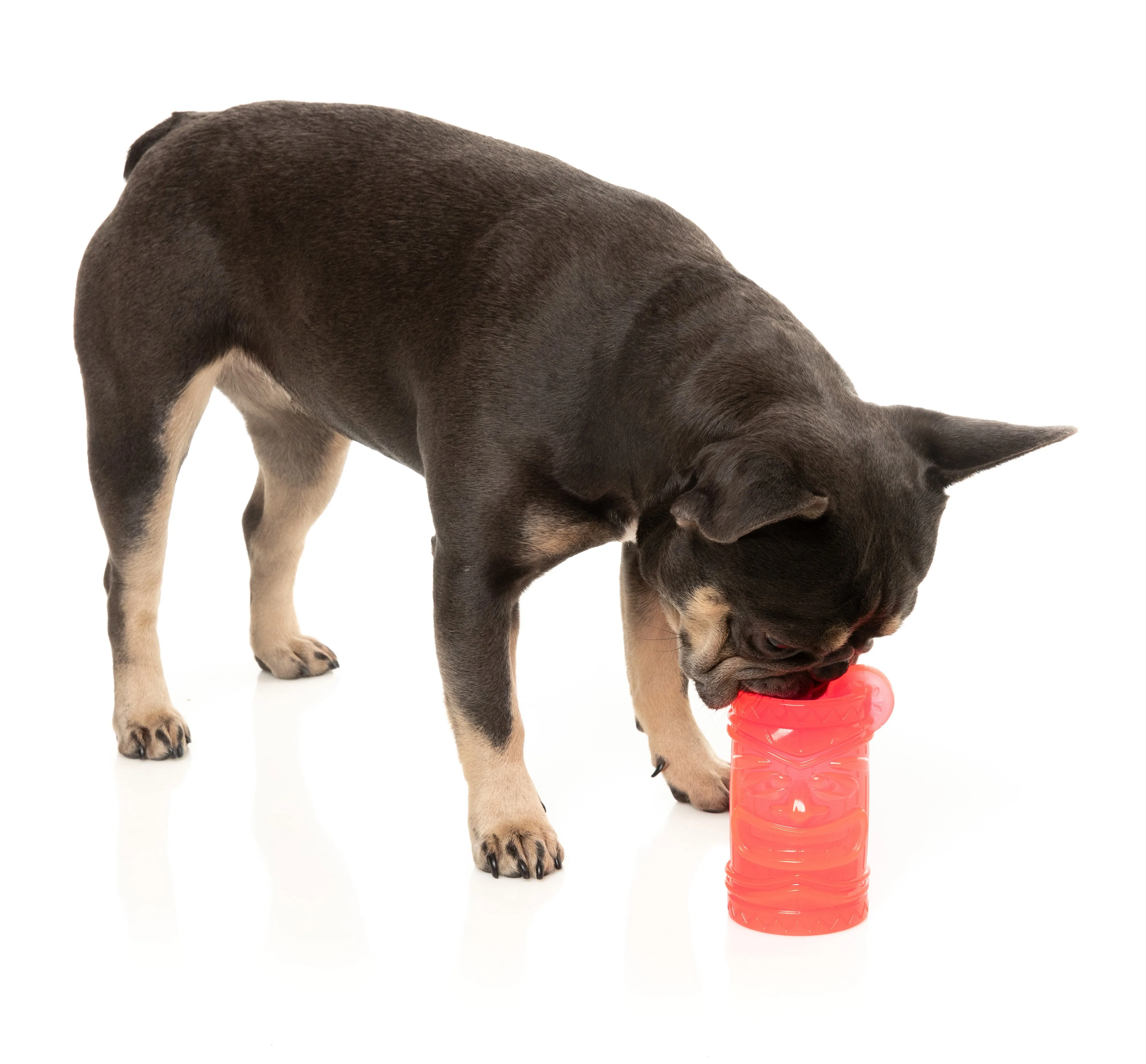 FuzzYard Pina Cool-ada Dog Toy