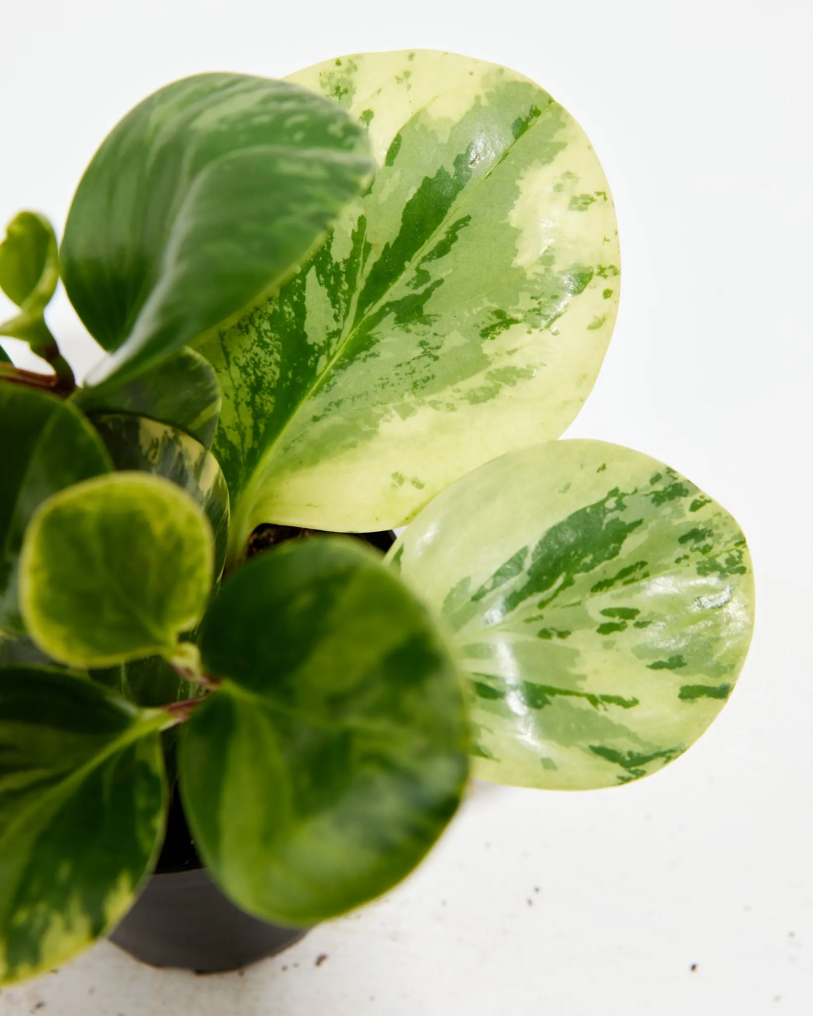 Marble Peperomia