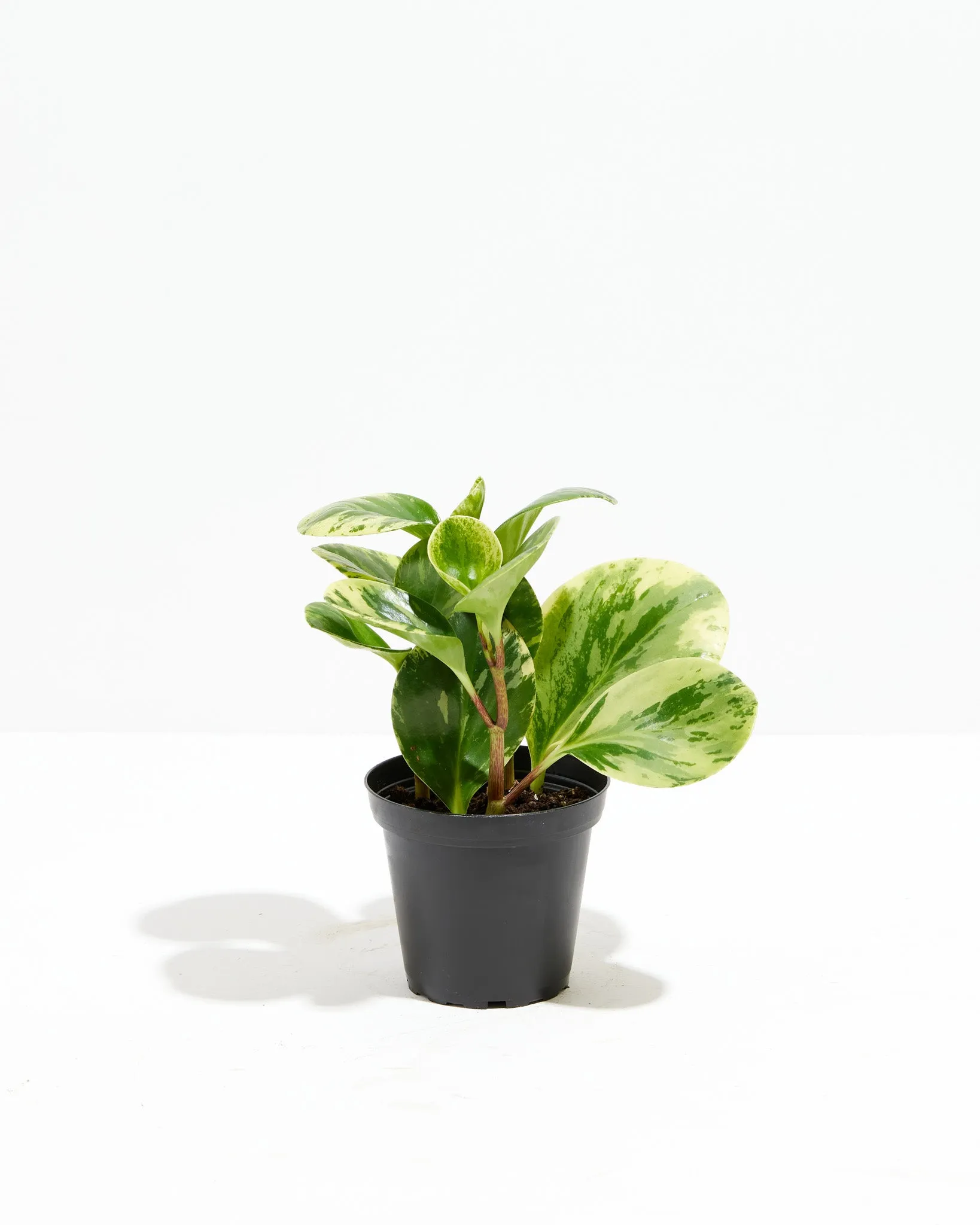Marble Peperomia