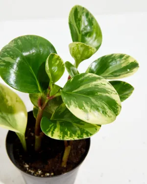 Marble Peperomia