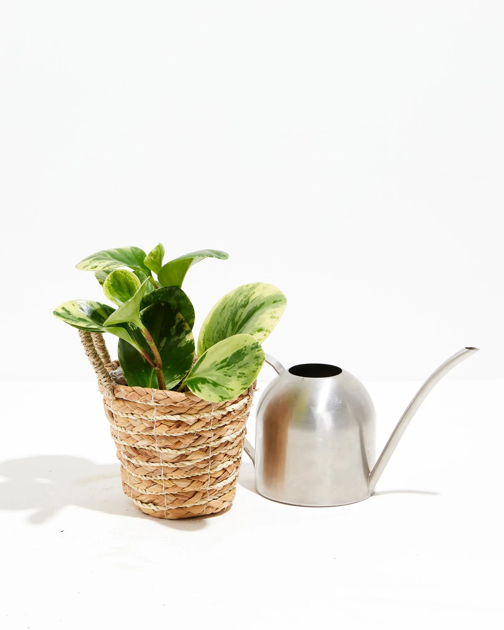 Marble Peperomia