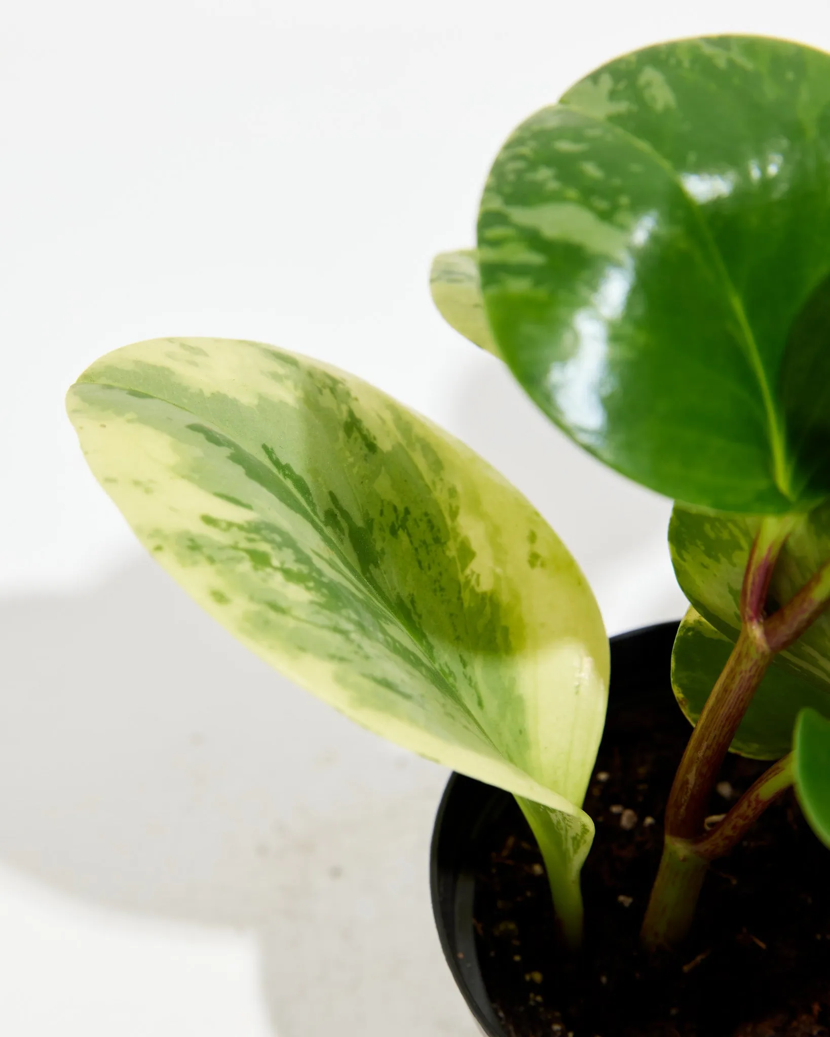 Marble Peperomia