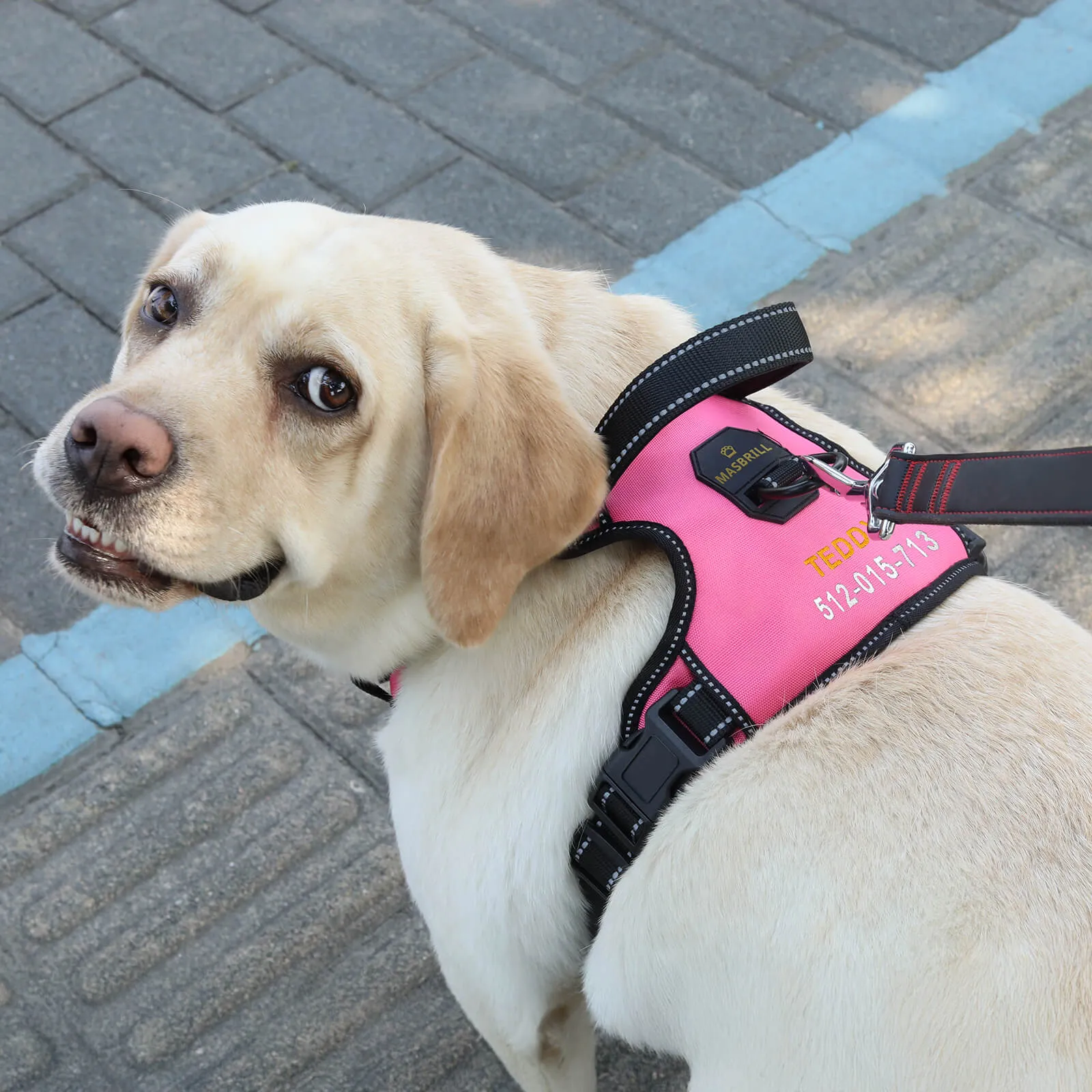 MASBRILL Custom Dog Harness with name