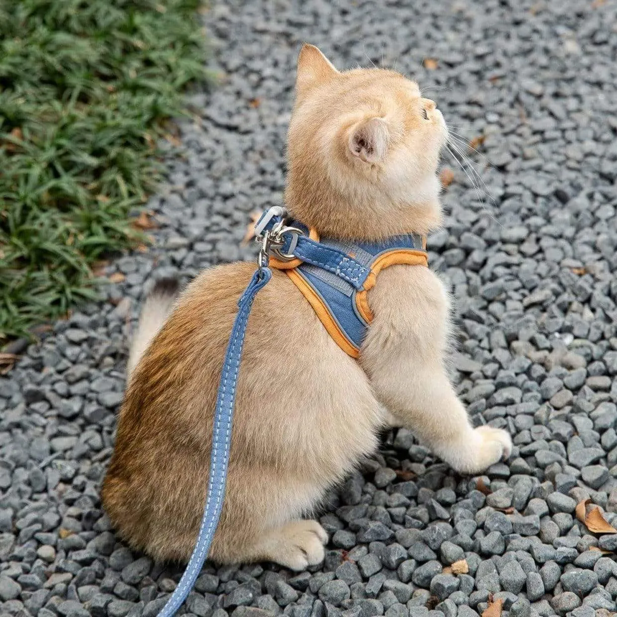 PawProwl - Escape Proof Cat Vest Harness and Leash Set