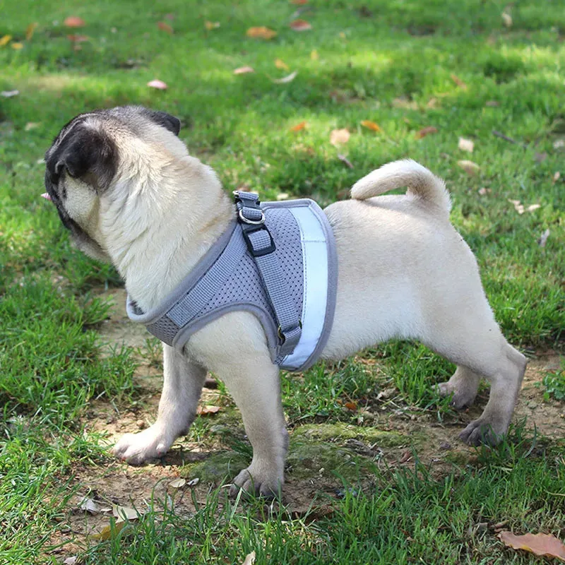 Reflective Nylon Dog Harness and Leash Set for Small to Medium Dogs and Cats